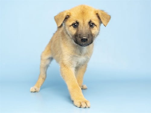 DORINDA - Australian Shepherd available for adoption