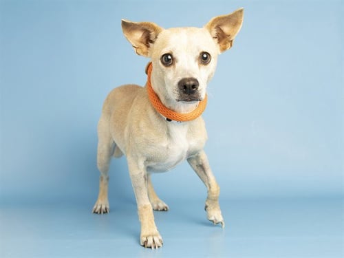 NYLA - Chihuahua available for adoption