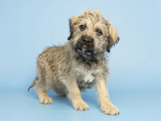 TEDDY - Poodle (Standard) / Schnauzer available for adoption