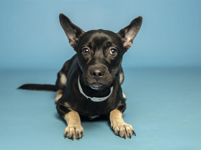 HEIDI - Husky available for adoption