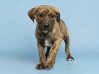 LOUIE - Photo 1
