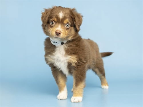 PRINCESS BUBBLEGUM - Australian Shepherd available for adoption