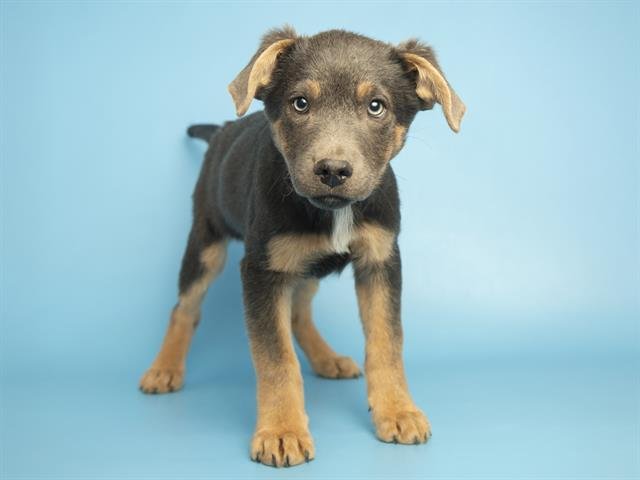 FROSTY - Australian Kelpie available for adoption