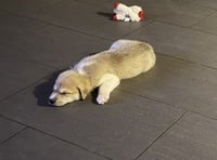 ROCKY - Photo 1