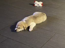 ROCKY - Siberian Husky available for adoption
