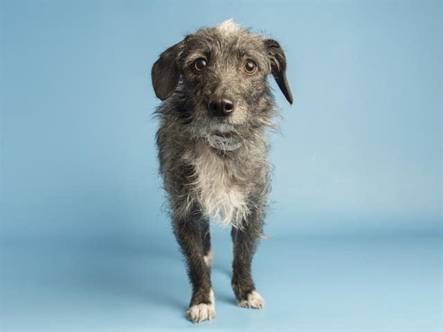 STORM - Miniature Schnauzer available for adoption