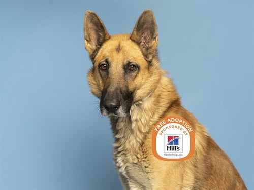 ROMEO - German Shepherd Dog available for adoption