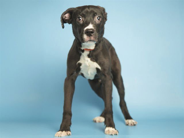 CRICKET - American Pit Bull Terrier available for adoption