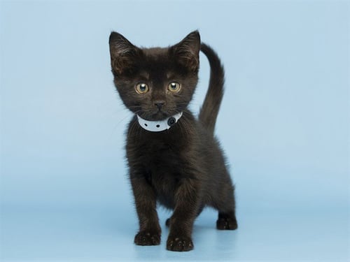 BATZ - Domestic Short Hair available for adoption