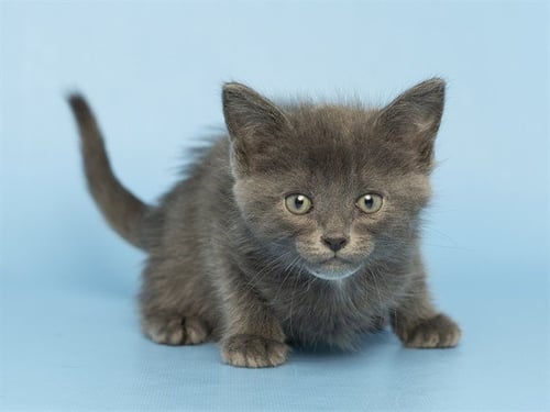 DUMPLING - Domestic Short Hair for adoption in Phoenix