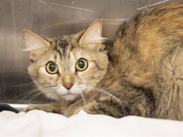 BETSY - Domestic Short Hair available for adoption