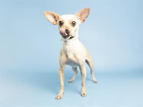 BANJO - Chihuahua available for adoption