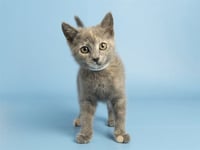 GRACIE - Photo 1