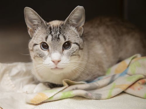 CARA - Domestic Short Hair available for adoption