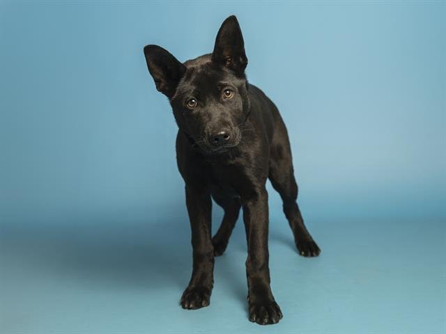 RAVEN - German Shepherd Dog available for adoption