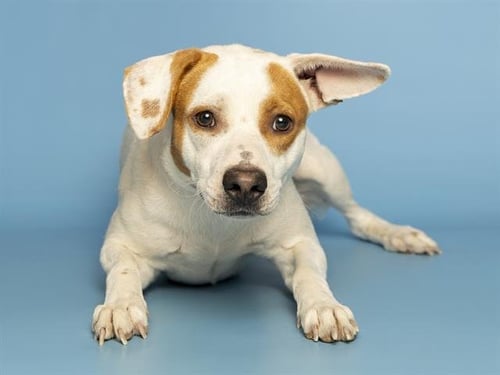 SPOT - Labrador Retriever / Chihuahua available for adoption