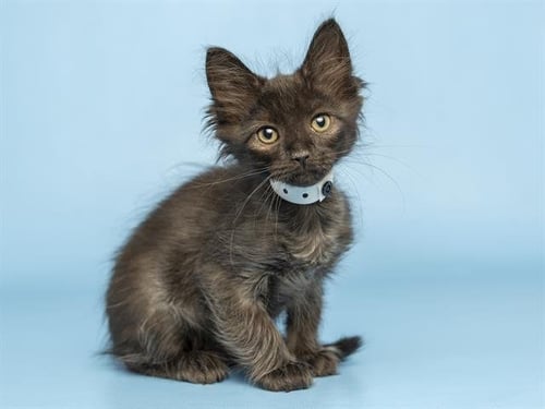 OAT - Domestic Long Hair available for adoption