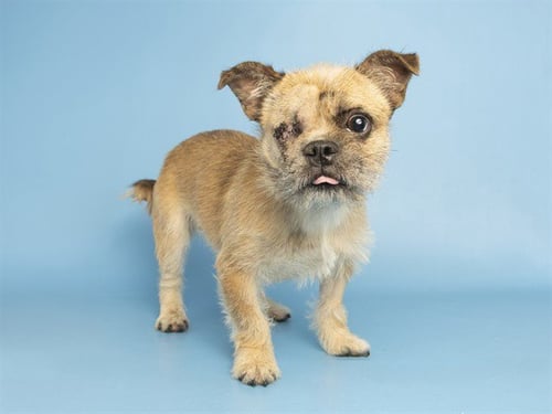 CHOCOLATE - Brussels Griffon available for adoption