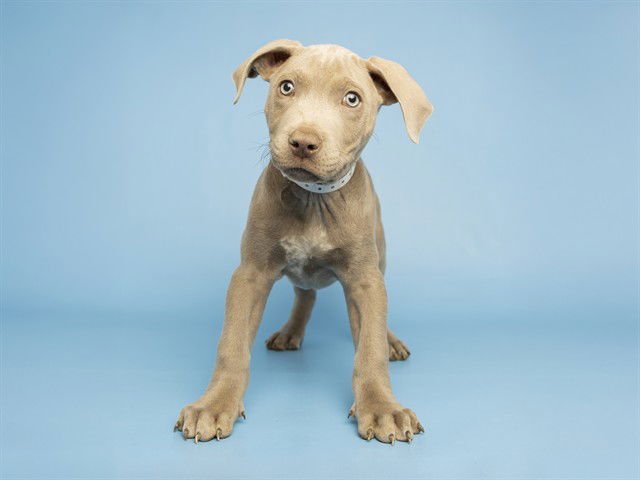 MICHAEL PHELPS - American Pit Bull Terrier available for adoption