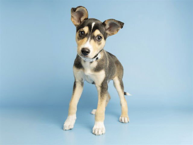 PRINCE - Rat Terrier available for adoption