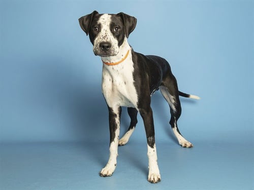 BAGEL - American Pit Bull Terrier available for adoption