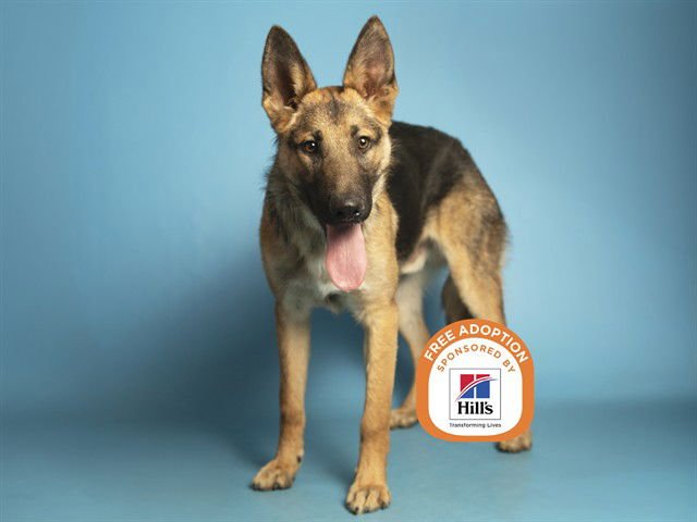 ROCKY - German Shepherd Dog available for adoption