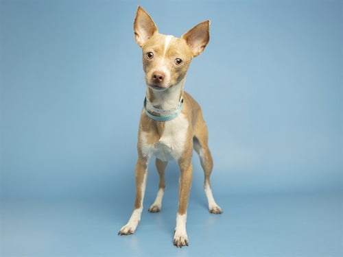 MI AMOUR - Chihuahua available for adoption