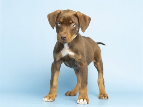 DAKOTA - Doberman Pinscher / German Shepherd Dog available for adoption