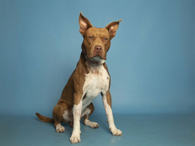 SCOOTER - American Pit Bull Terrier available for adoption