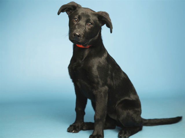 AURA - German Shepherd Dog available for adoption