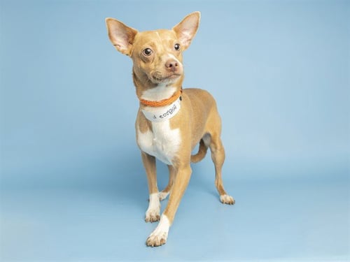 FLACA - Chihuahua available for adoption