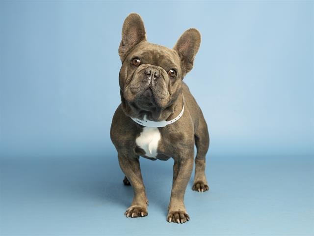 ZOOM - French Bulldog available for adoption