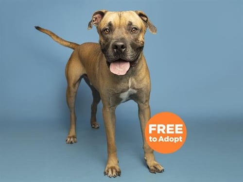 BEANS - Cane Corso Mastiff available for adoption