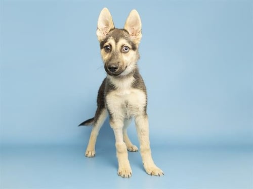 BUBBLES - German Shepherd Dog / Siberian Husky available for adoption