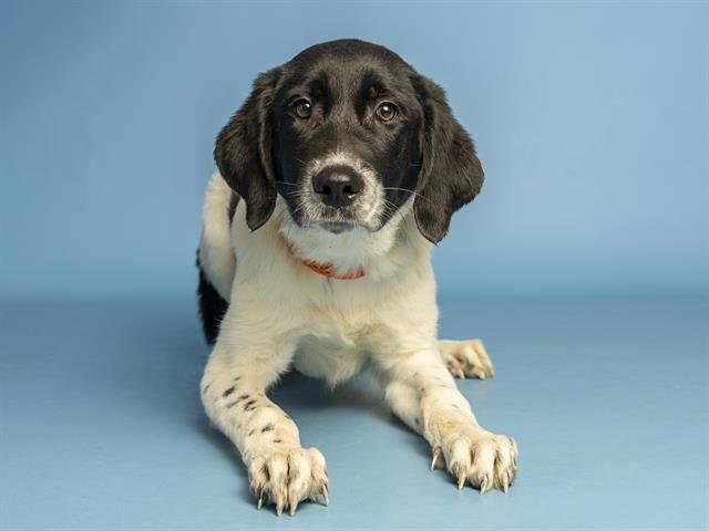 SHNOOKUMS - Australian Cattle Dog/Blue Heeler / Poodle (Standard) available for adoption