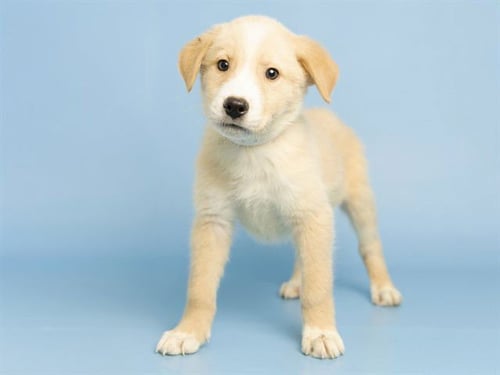 FERGUS - Australian Shepherd available for adoption