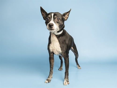 JR - Chihuahua / American Pit Bull Terrier available for adoption