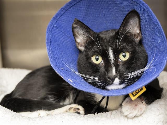 BOOTS - Domestic Short Hair available for adoption