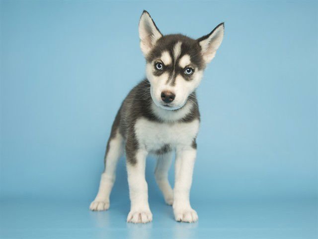 TUNDRA - Husky available for adoption