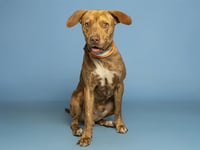 SCRAPPY - Photo 1