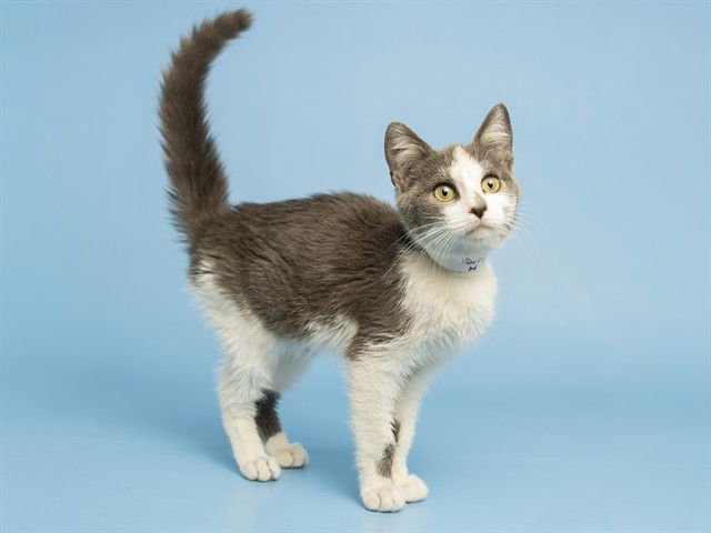 THOMAS - Domestic Short Hair available for adoption