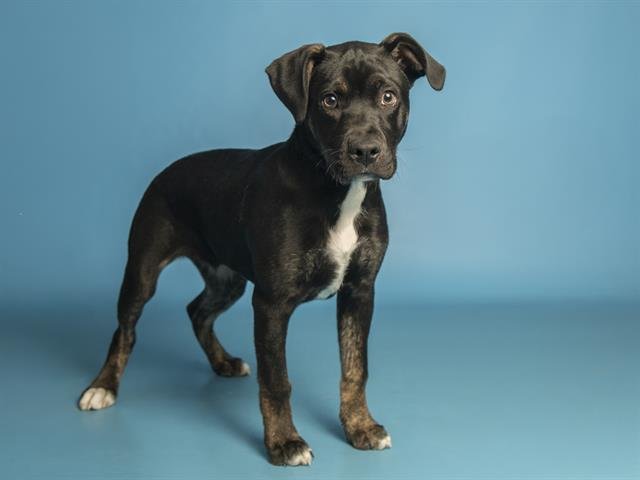 RODGER - American Pit Bull Terrier available for adoption