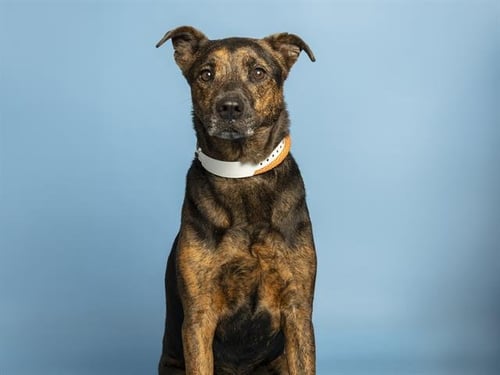DIAMOND - American Pit Bull Terrier available for adoption