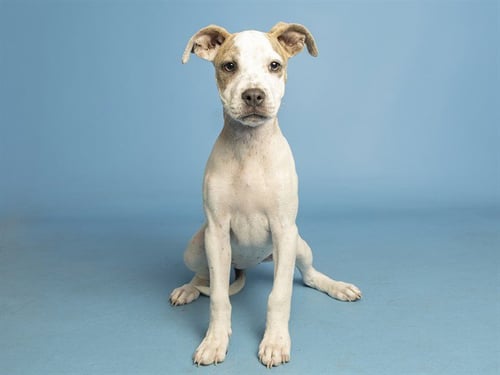 MOMO - American Pit Bull Terrier available for adoption
