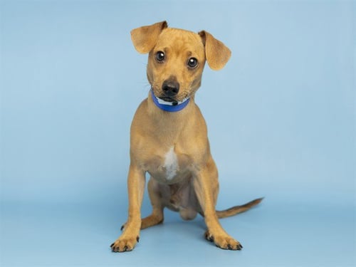 TEDDY - Chihuahua / Dachshund available for adoption