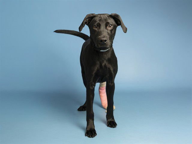 SCOTTY - Labrador Retriever available for adoption
