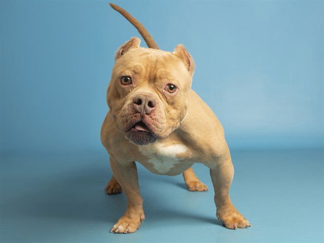 VALOR - Bulldog / American Staffordshire Terrier available for adoption