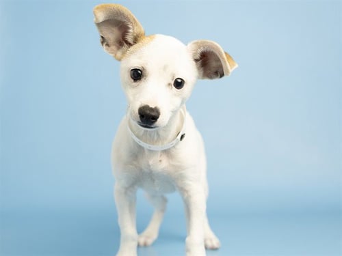 POLLO - Chihuahua available for adoption