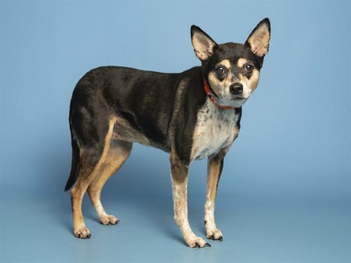RUBY - Smooth Fox Terrier available for adoption