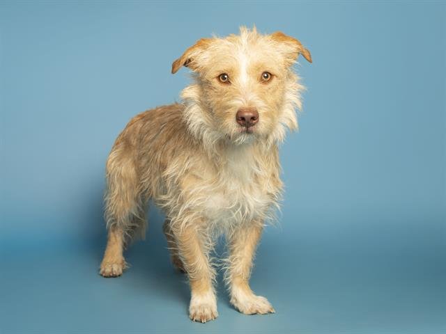 QUESO - Cairn Terrier available for adoption